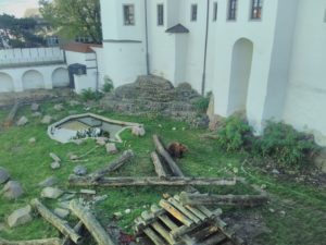 Ein Braunbär in einem großen Gehege, das von Mauern einer alten Schlossanlage umgeben ist