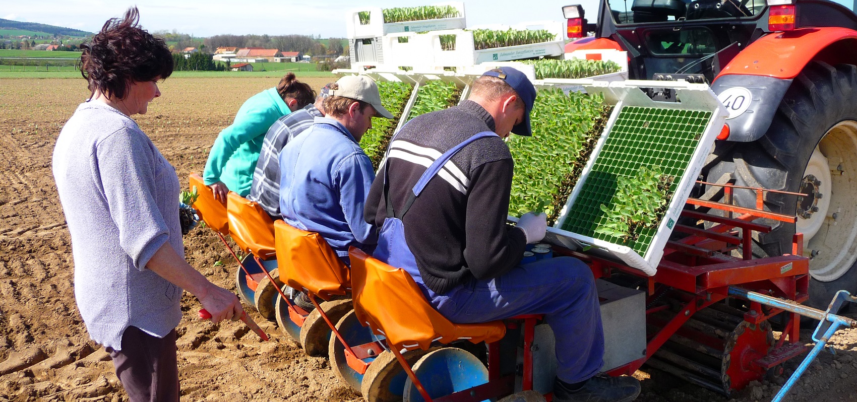 Angestellte eines Gartenbaubetriebs beim Pflanzen von Salat auf einem Feld mittels Pflanzmaschine an einem Traktor