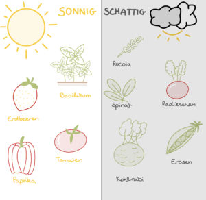 Abbildung zu Pflanzen in Einteilung, ob diese eher in viel Sonne oder viel Schatten gut gedeihen. Sonne: Basilikum, Tomaten, Erdbeeren Paprika; Schatten: Rucola, Spinat, Radieschen, Kohlrabi, Erbsen