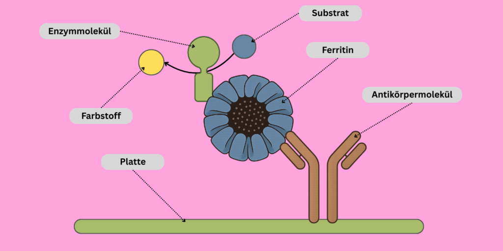 Darstellung eines Eisentests. Enzymmolekül, Farbstoff, Platte, Ferritin, Substrat und Antikörpermolekül.