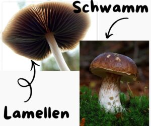 Auf der Grafik sieht man zwei verschiedene Pilzfotos. Das linke Foto zeigt einen Pilz mit Lamellen, welche sich fächerartig unter der Pilzkrone anordnen. Das rechte Foto zeigt einen Schwammpilz, welcher eine schwamm-ähnliche Struktur unter der Krone hat.